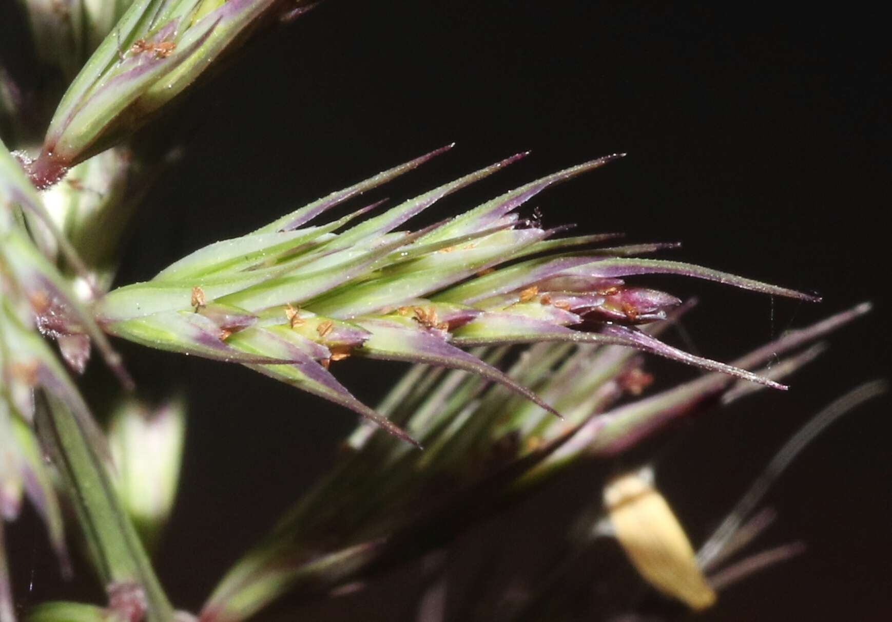 Image of viper grass