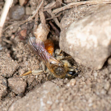 Image of Andrena andrenoides (Cresson 1878)