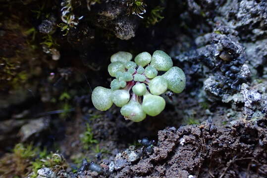 Plancia ëd Monanthes brachycaulos (Webb & Berth) Lowe