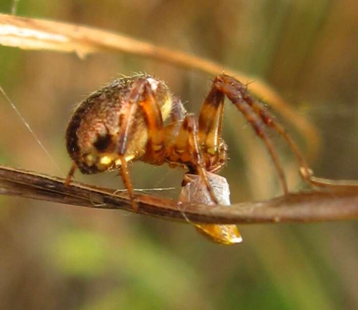 Image of Arabesque Orbweaver