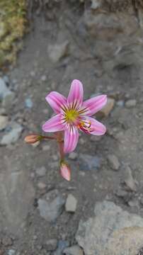 Imagem de Phycella davidii