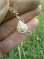 Image of Carthusian snail