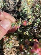 Image of rosy bluebush