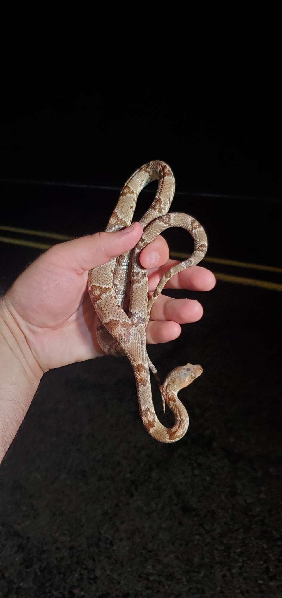 Image of Chihuahuan Desert Lyresnake