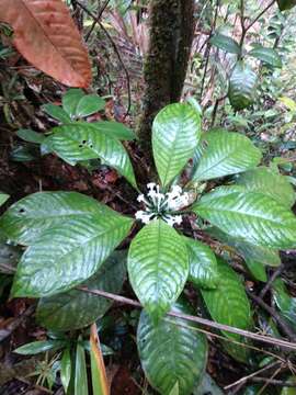 Image of Amphidasya panamensis C. M. Taylor