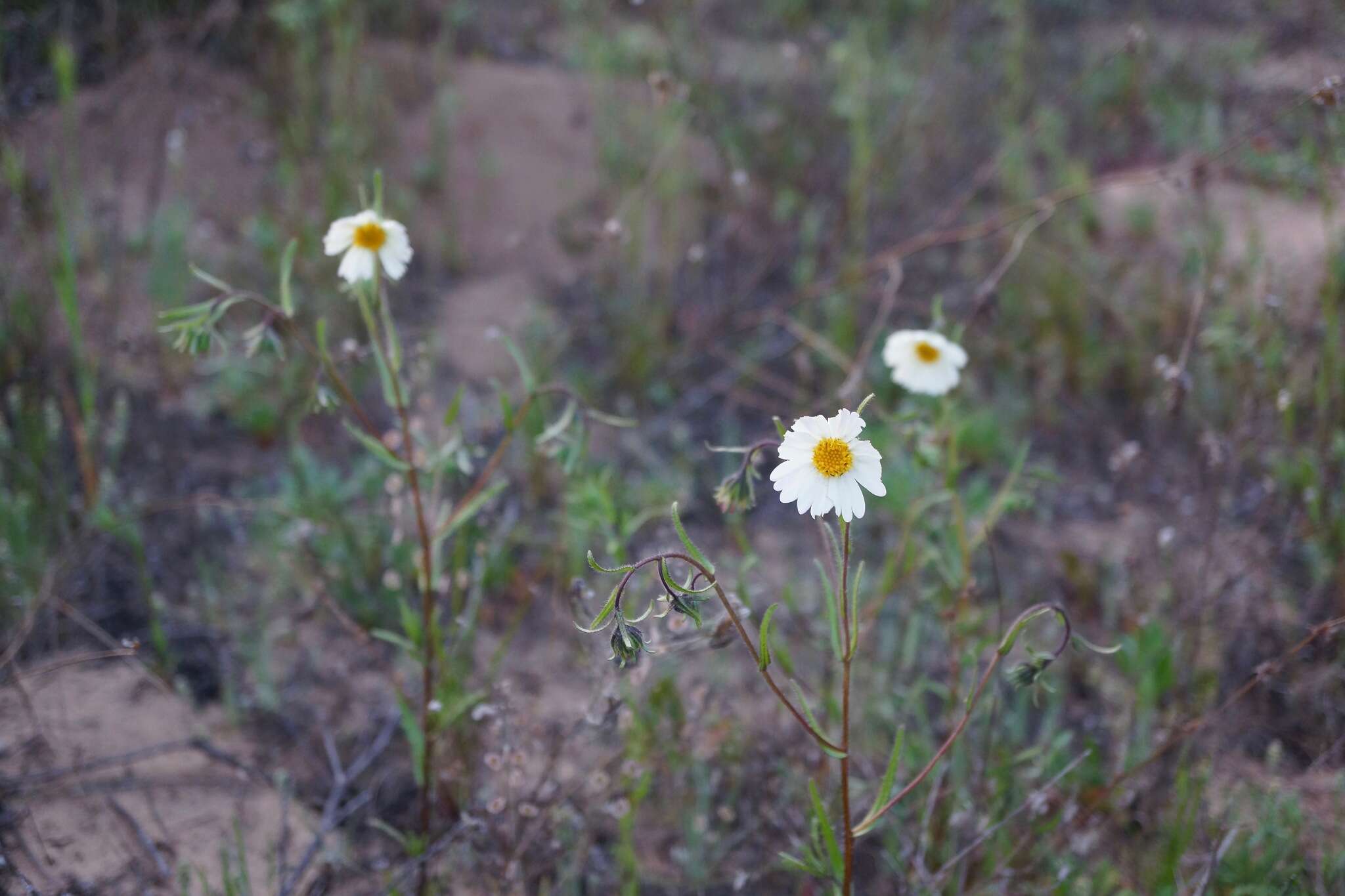 Image of Layia erubescens B. G. Baldwin