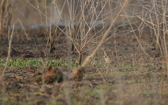 Image of Rain Quail