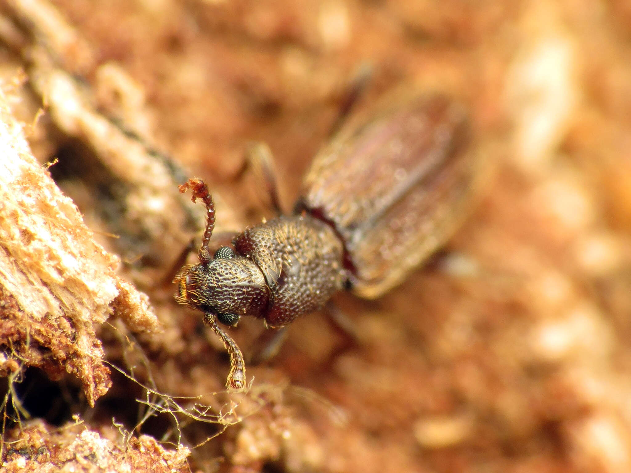 Image of Bothrideres cryptus Stephan 1989