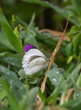 Image of Bushveld Purple Tip