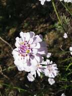 Image of Candytuft