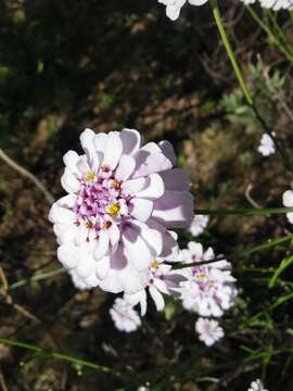 Image of Candytuft