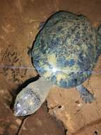 Image of Vanderhaege’s Toadhead Turtle