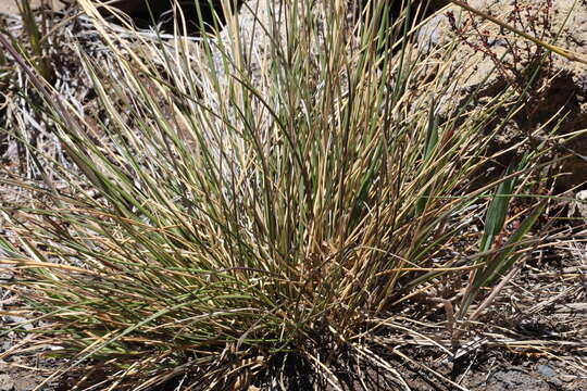 صورة Deschampsia nubigena Hillebr.