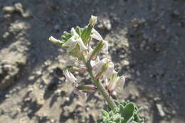 Image of California shieldpod