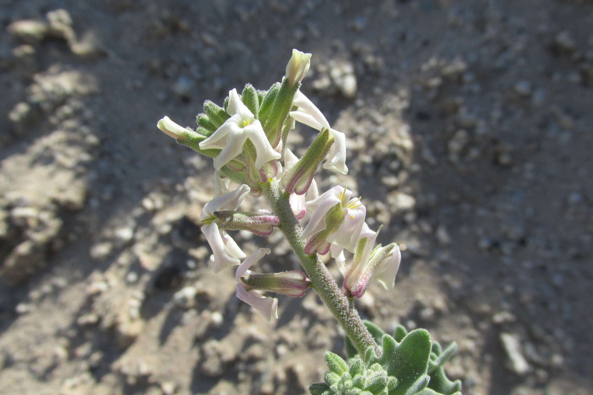 Image of California shieldpod