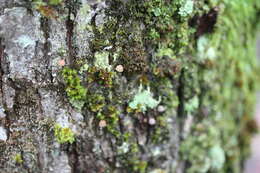 Image of Mycena corticola (Pers.) Gray 1821