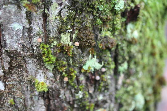 Mycena corticola (Pers.) Gray 1821的圖片