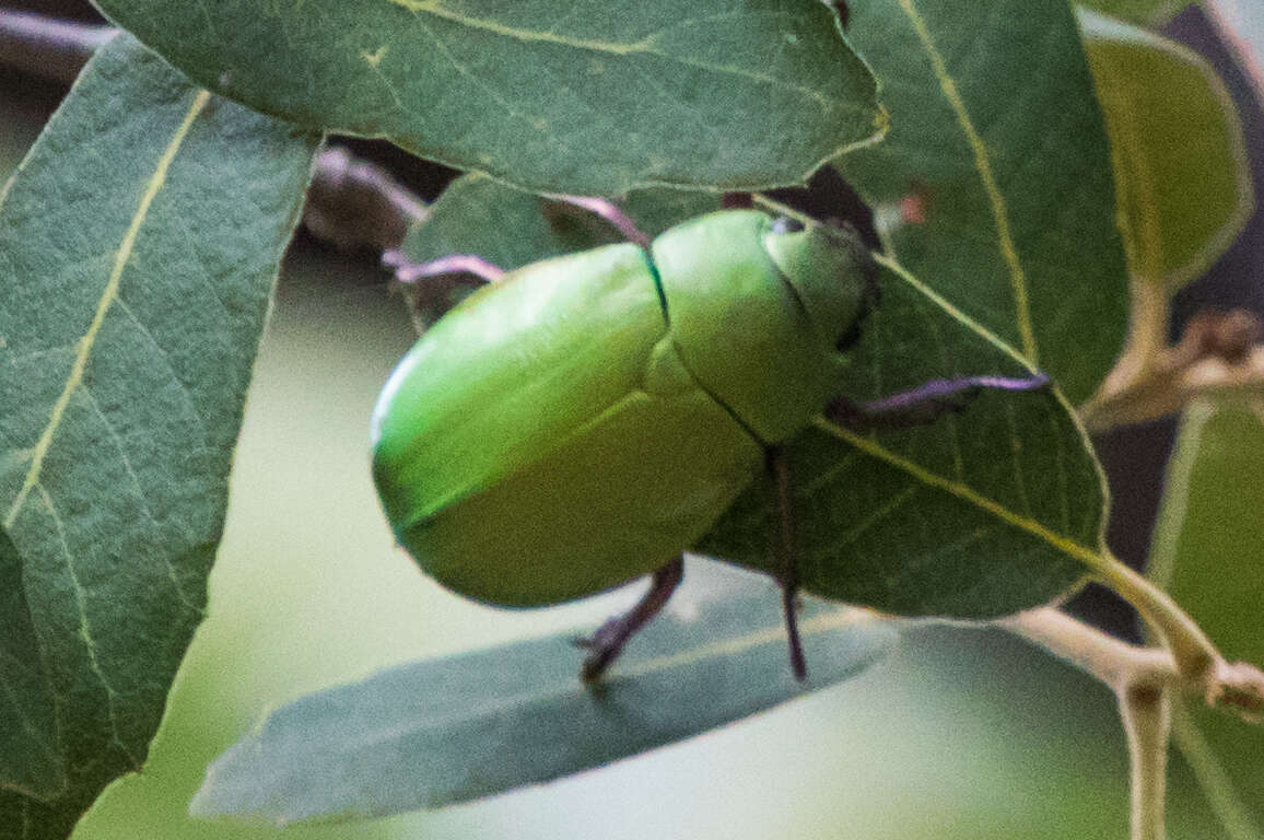 Imagem de Chrysina beyeri (Skinner 1905)