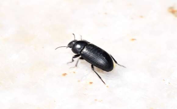 Image of Darkling beetle