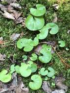 Viola renifolia A. Gray resmi