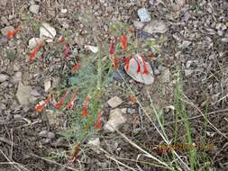 Image of scarlet gilia