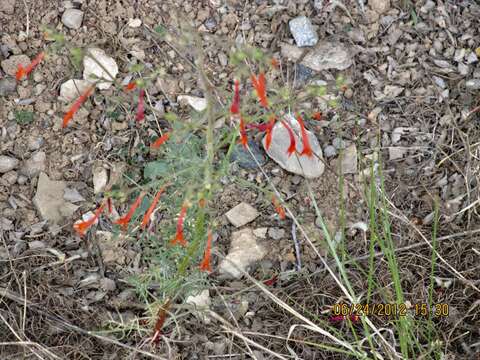 Image of scarlet gilia