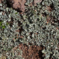 Image of silver ponysfoot