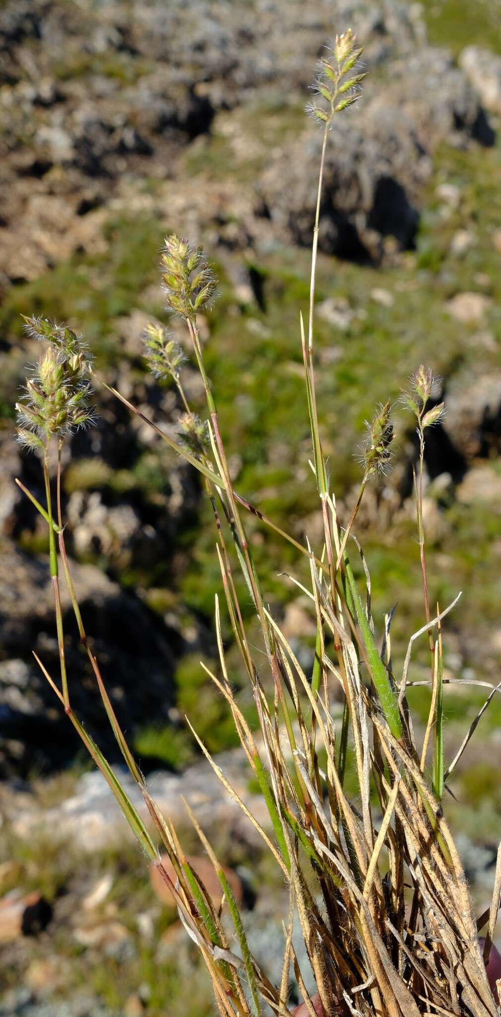 Sivun Tribolium brachystachyum (Nees) Renvoize kuva