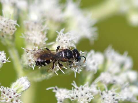 Image of Philanthus politus Say 1824