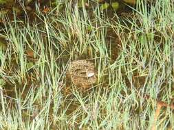 Bothrops pubescens (Cope 1870) resmi