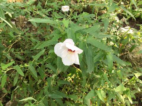 Image of spearleaf swampmallow