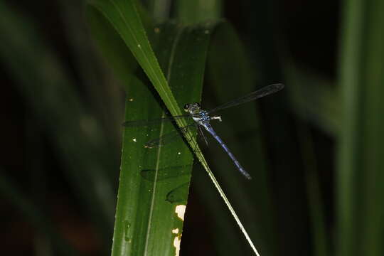 Image de Heliocharis Selys 1853