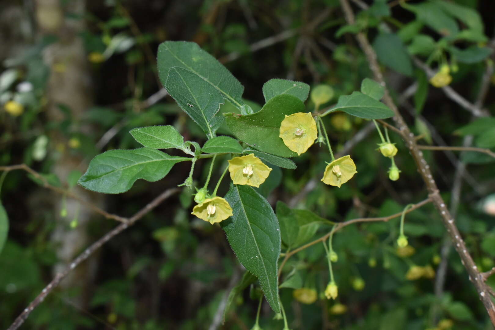 Image of Capsicum rhomboideum (Dun.) Kuntze