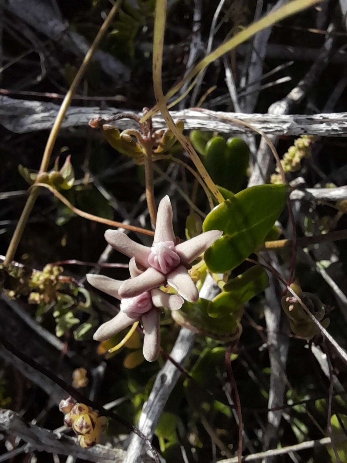 Image of Diplolepis boerhaviifolia (Hook. & Arn.) Liede & Rapini