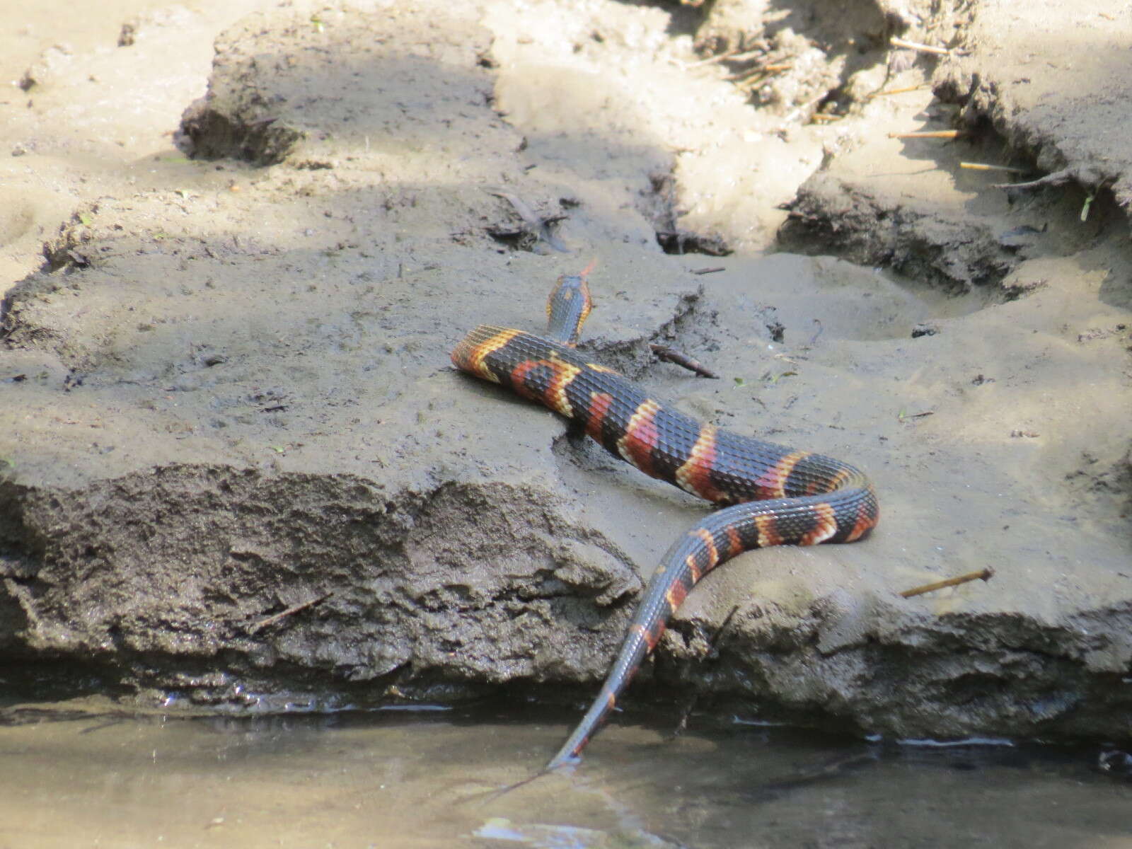 Image of Banded Water Snake