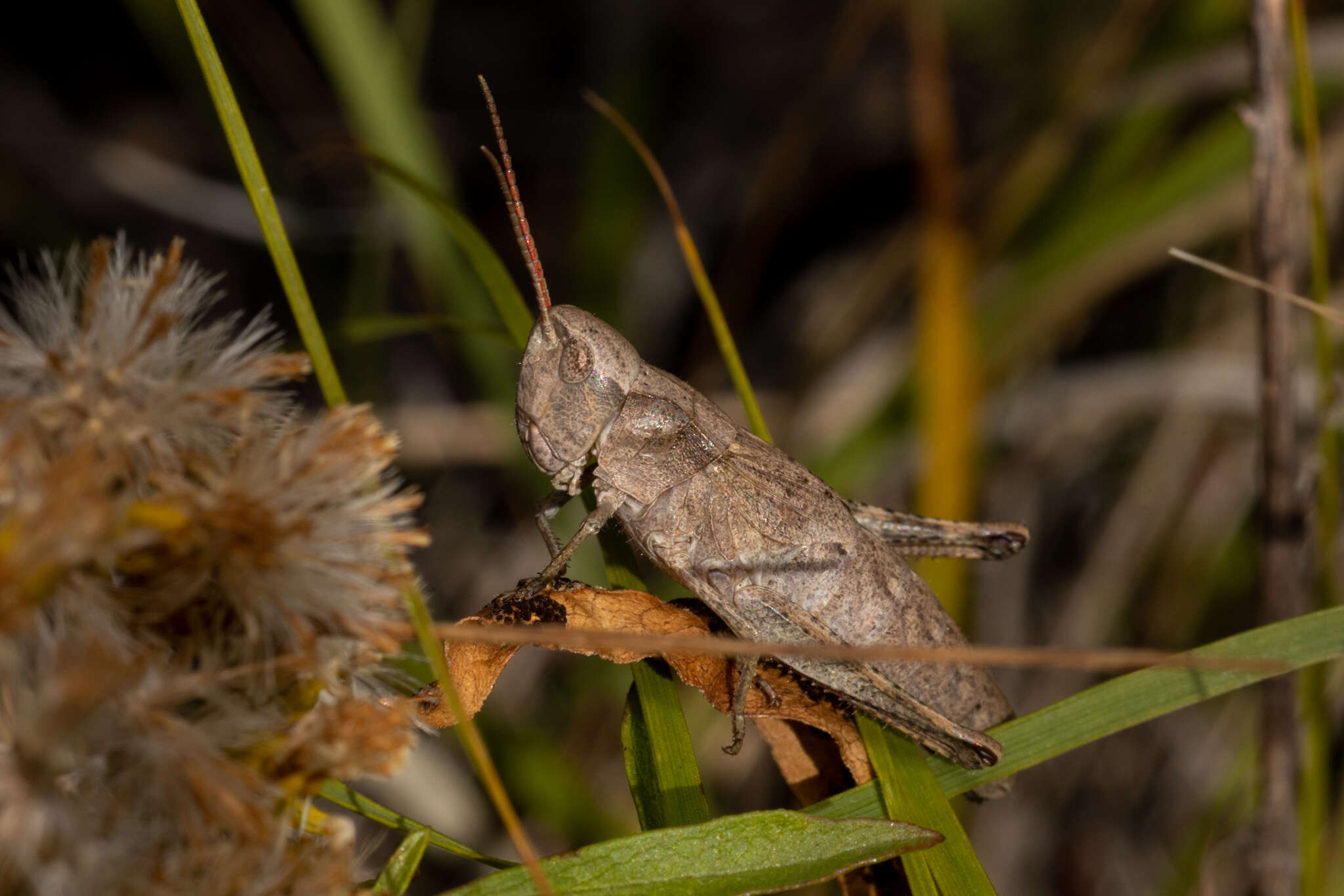 Plancia ëd Chloealtis abdominalis (Thomas & C. 1873)