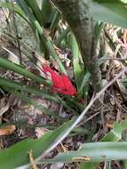 Image of Billbergia amoena (G. Lodd.) Lindl.