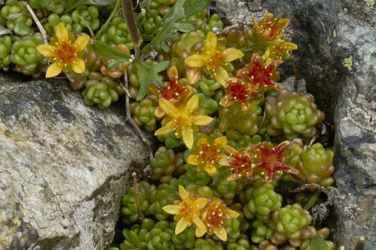 Image of Sedum alpestre Vill.