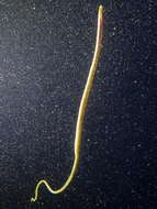 Image of Straightnose Pipefish