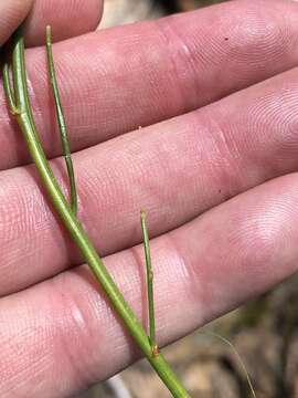 Image of 'Psoralea aphylla complex'