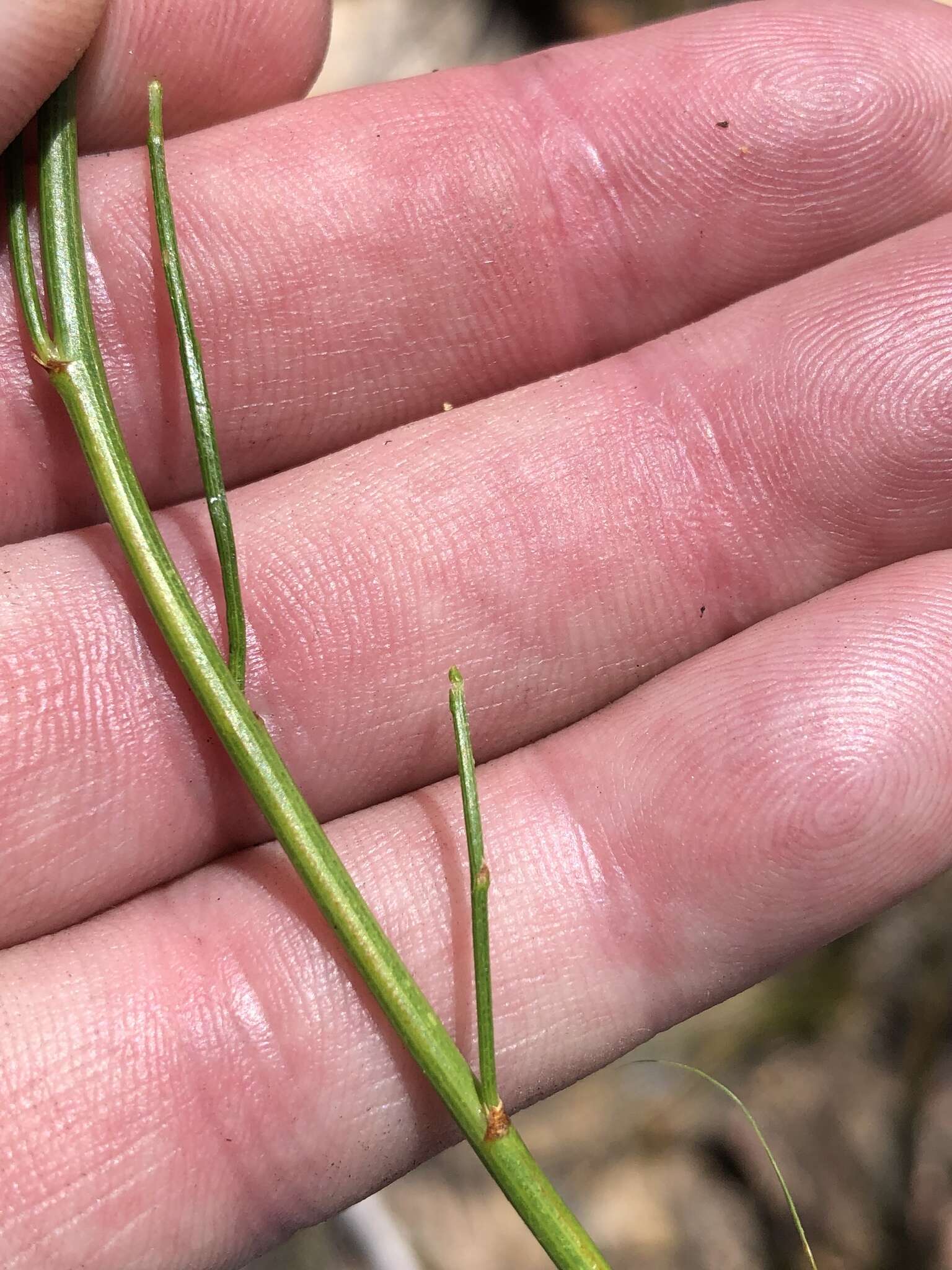 Image of <i>Psoralea usitata</i>