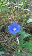 Image of whiteedge morning-glory