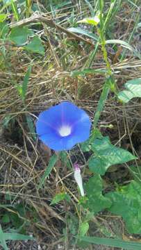 Image of whiteedge morning-glory