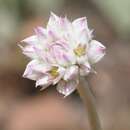 Слика од Gomphrena brachystylis F. Müll.