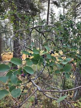 Image of Saskatoon serviceberry