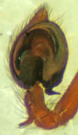 Image of Dictyna major Menge 1869