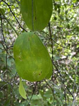 Image of Smilax havanensis Jacq.