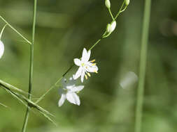 Image of Anthericum