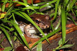 Image of Savage's Thin-toed Frog