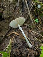 Leucoagaricus rubrotinctus (Peck) Singer 1948 resmi